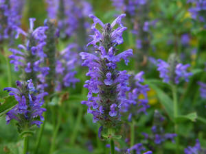 Nepeta nervosa